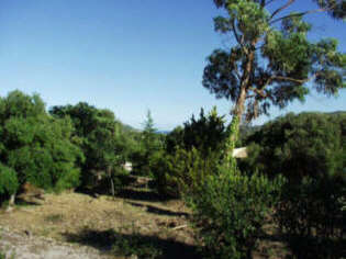 Der Garten